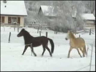 Chevaux neige 1