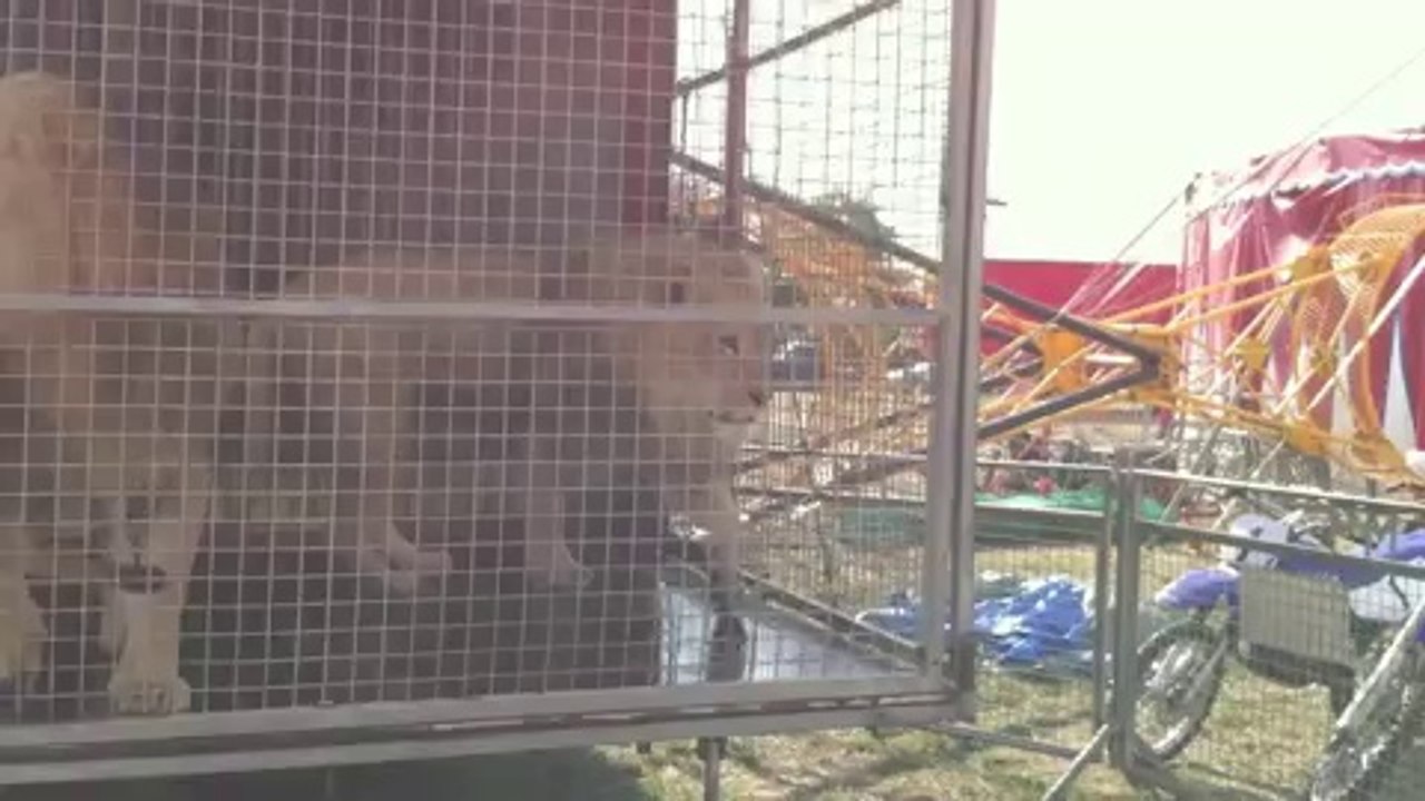 Les animaux aussi ont leur prison   le cirque