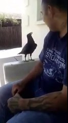 Un oiseau dit Fuck You !