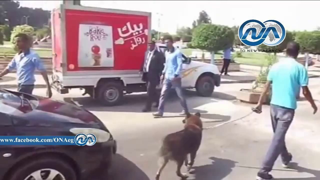 جامعة القناة تستعين بالكلاب البوليسية لمواجهة أي أحداث عنف إخوانية