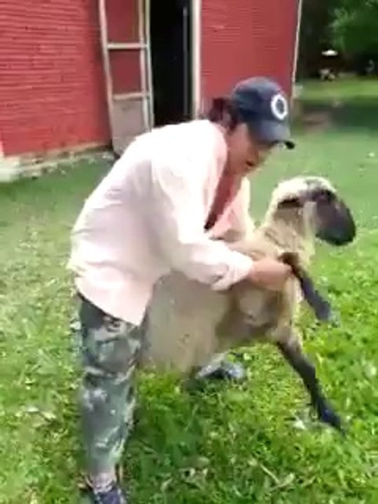 On peut rigoler avec un mouton, mais pas se moquer de lui !