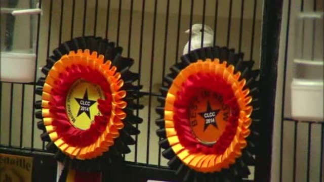 2.000 canaris exposés en région liégeoise