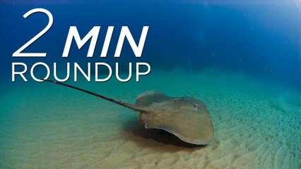 Camel cams, gorilla relocation and a manta ray mystery