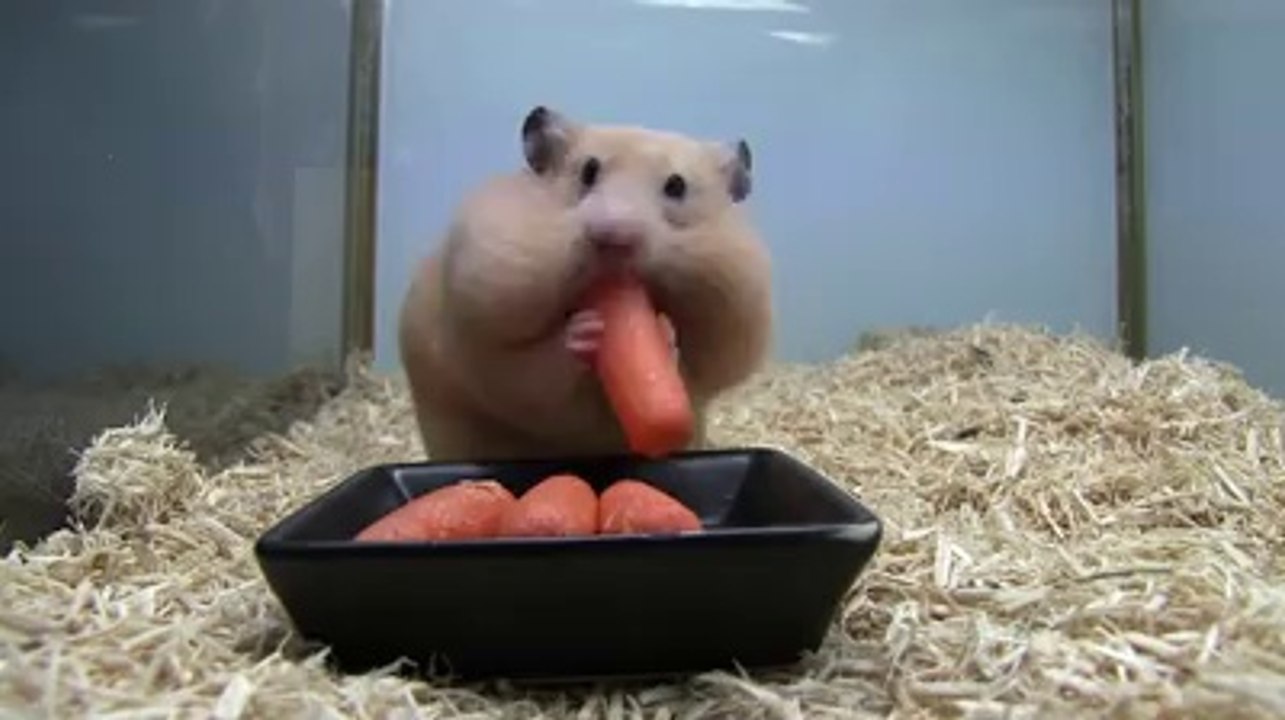 Havuç Canavarı Hamster- Oha be!