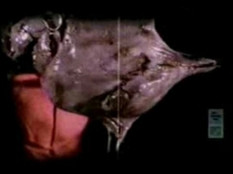 Slipknot - Wait And Bleed (clip)