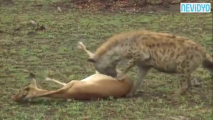 İmpaladan inanılmaz taklit..