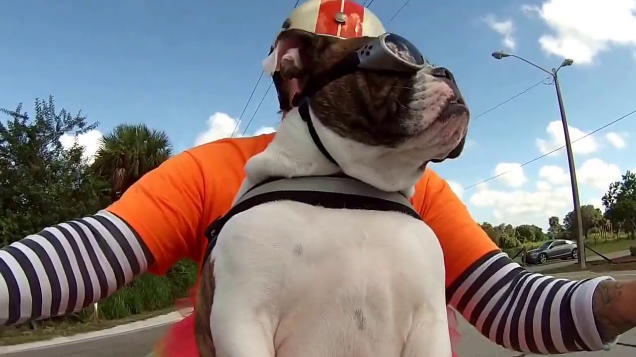 Un Bulldog fait de la moto et aime ça!