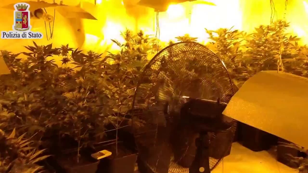 Palermo - Piantagione di marijuana accanto al Bioparco di Carini (19.10.14)