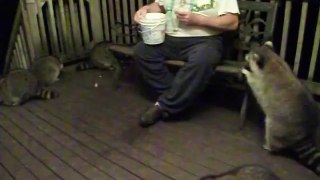 Man Feeds a Gang of Obese Raccoons