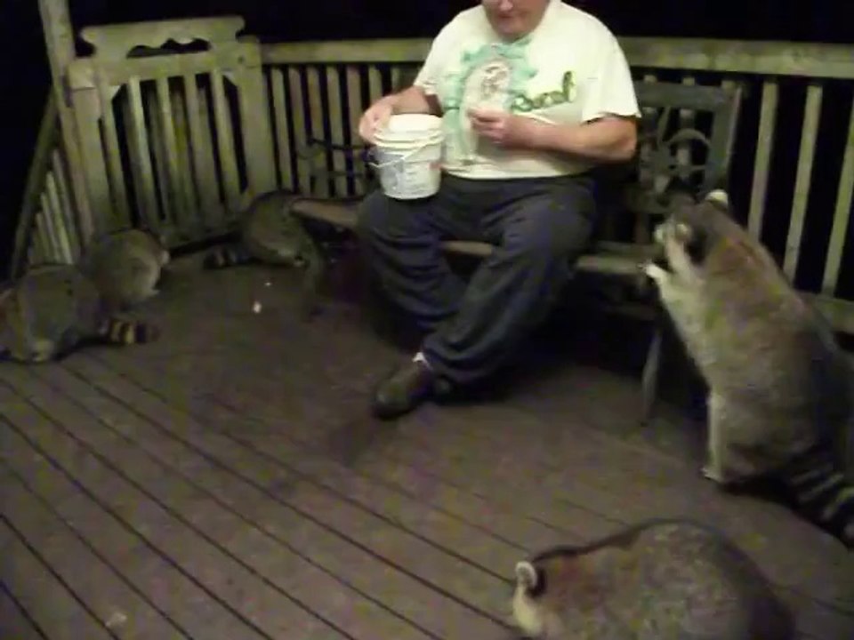Man Feeds a Gang of Obese Raccoons - Vidéo Dailymotion