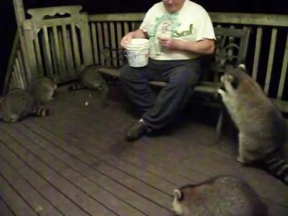 Man Feeds a Gang of Obese Raccoons
