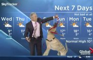 Un chien lui ruine sa météo en direct (VOSTFR)