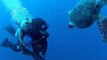 Diver Swims Side by Side With a Turtle