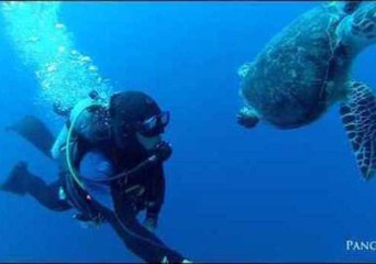 Diver Swims Side by Side With a Turtle
