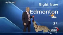 Weather Report Falls Apart When Weatherman Brings Dog On The Air