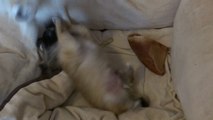 Chiot 1 mois et demi et sa mère en plein jeu - Le Mont des Canaillous - Chihuahuas poils longs
