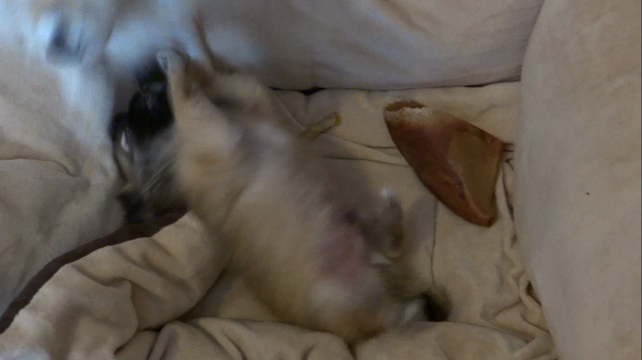 Chiot 1 mois et demi et sa mère en plein jeu - Le Mont des Canaillous - Chihuahuas poils longs