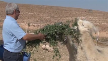 Türkiye'nin İlk "Yavru Alpaka"Sı Doğdu