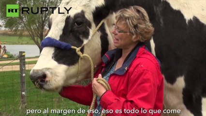 Conoce a la vaca más alta del mundo
