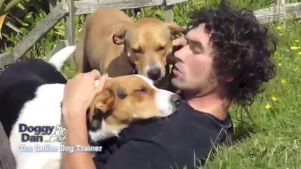 How to raise the perfect Dog - The Online Dog Trainer