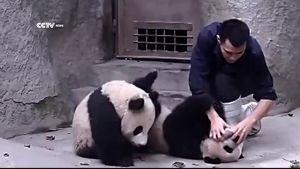 Des bébés panda refusent de prendre leurs médicaments