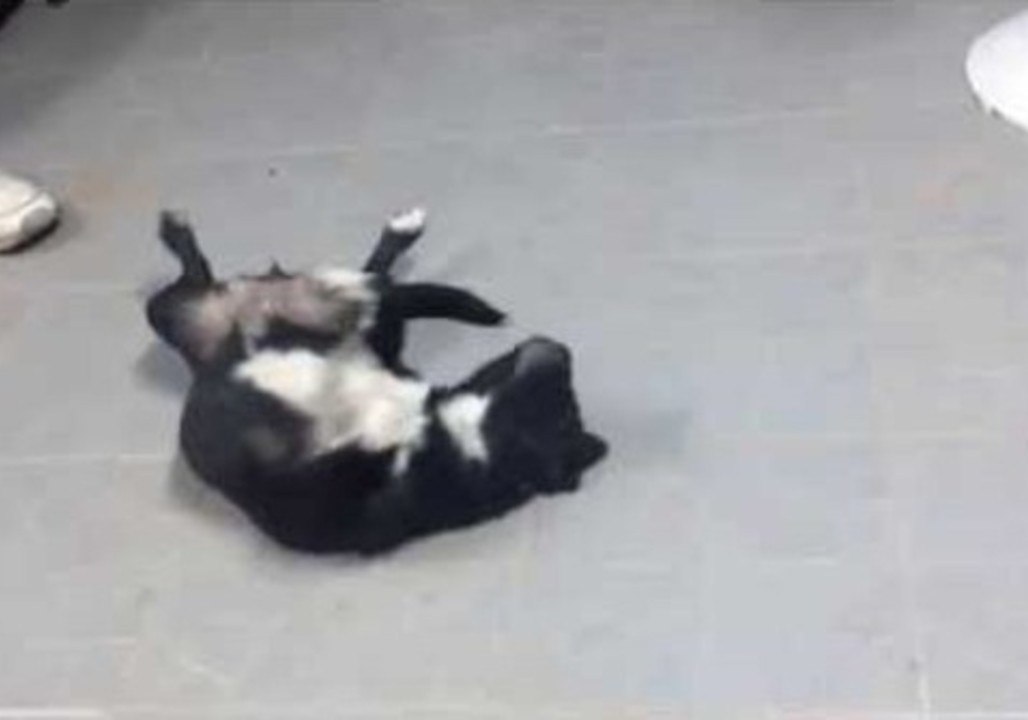 Puppy Drops Dead After Chasing Her Tail