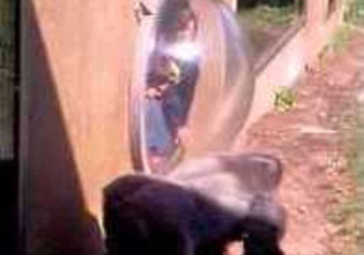 Gorilla Scares Children at Zoo With Routine
