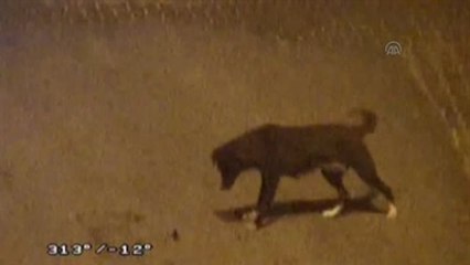 Köpeğin Fareyle Oyunu Mobese Kamerasında