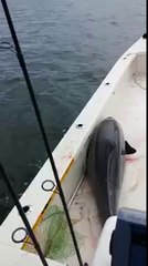 Un dauphin saute dans un bateau : FAIL