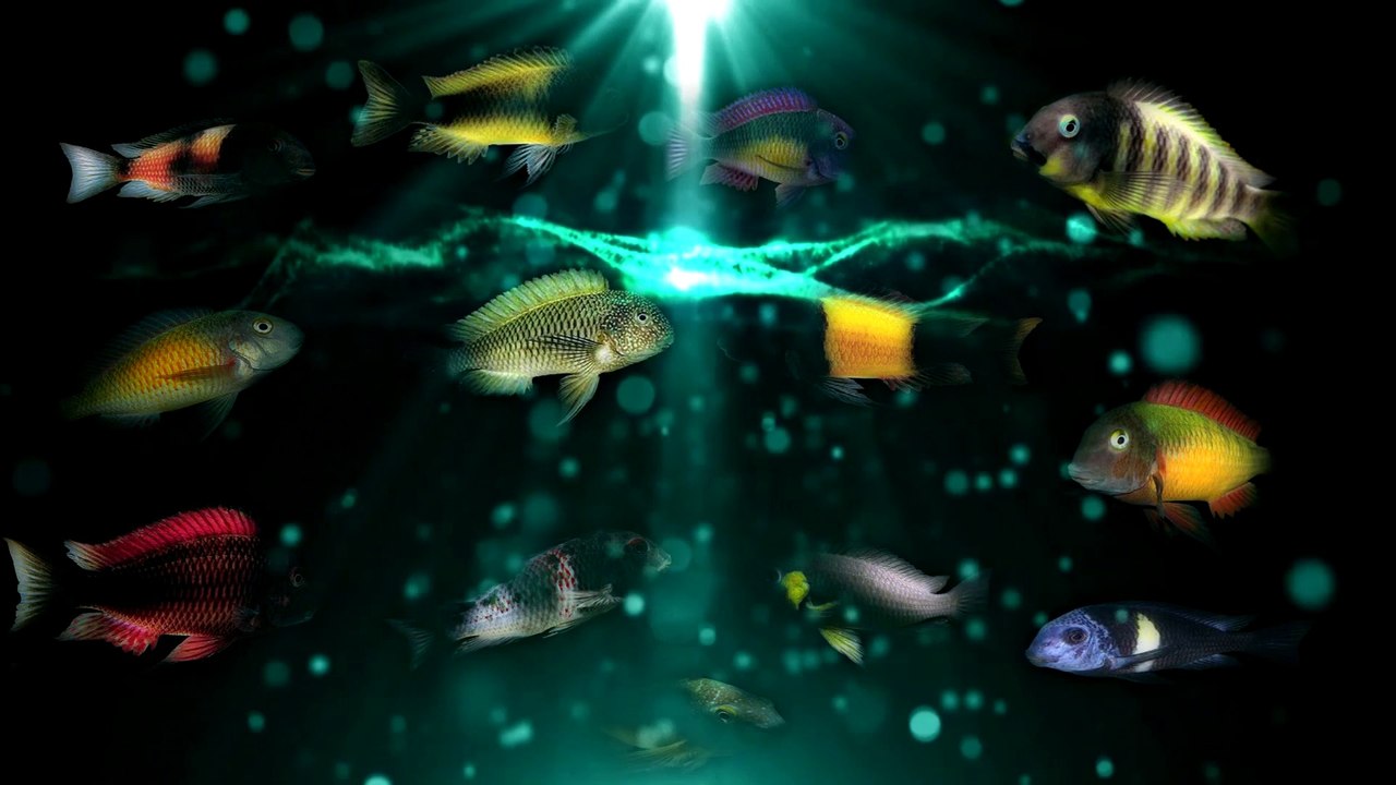 Frontosa Forum tanıtım videosu