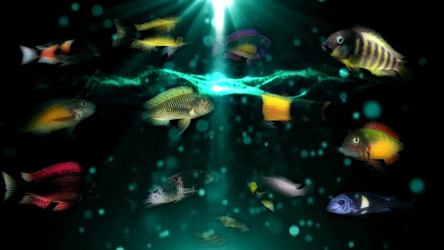 Frontosa Forum tanıtım videosu