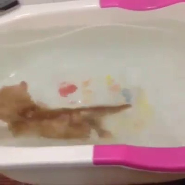 Un chaton nage dans son bain