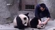 Donner des médicaments à des bébés pandas joueurs