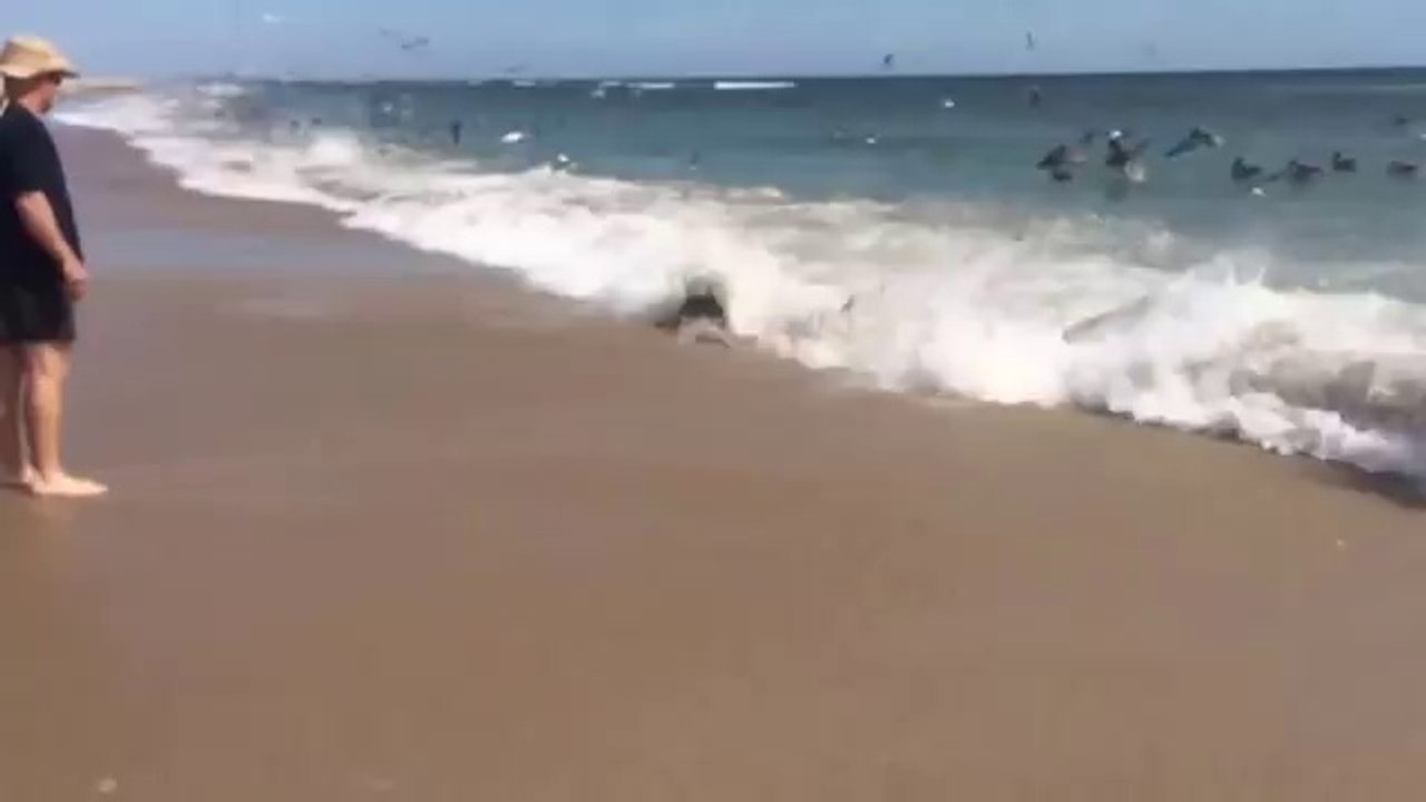 Une plage infestée de requins