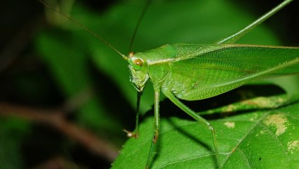 Nature Sounds | Sound of Crickets | Greece