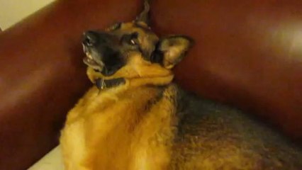 Un chien émerge d'un sommeil profond