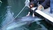 Un dauphin caressé par les passants (Brest)