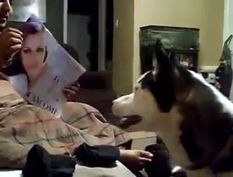 Ce chien a peur de Julia Roberts