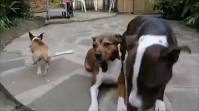 Ce chien ne perd pas le nord !