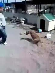 Énerver un pitbull est une mauvaise idée