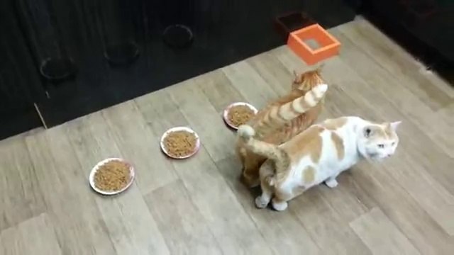 Un chat très casse-c______