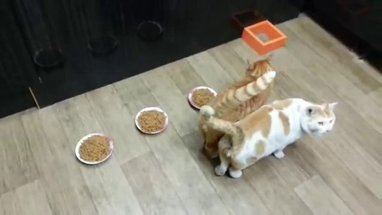 Un chat très casse-c______