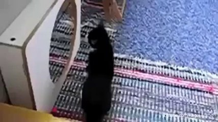 Les animaux et les miroirs..