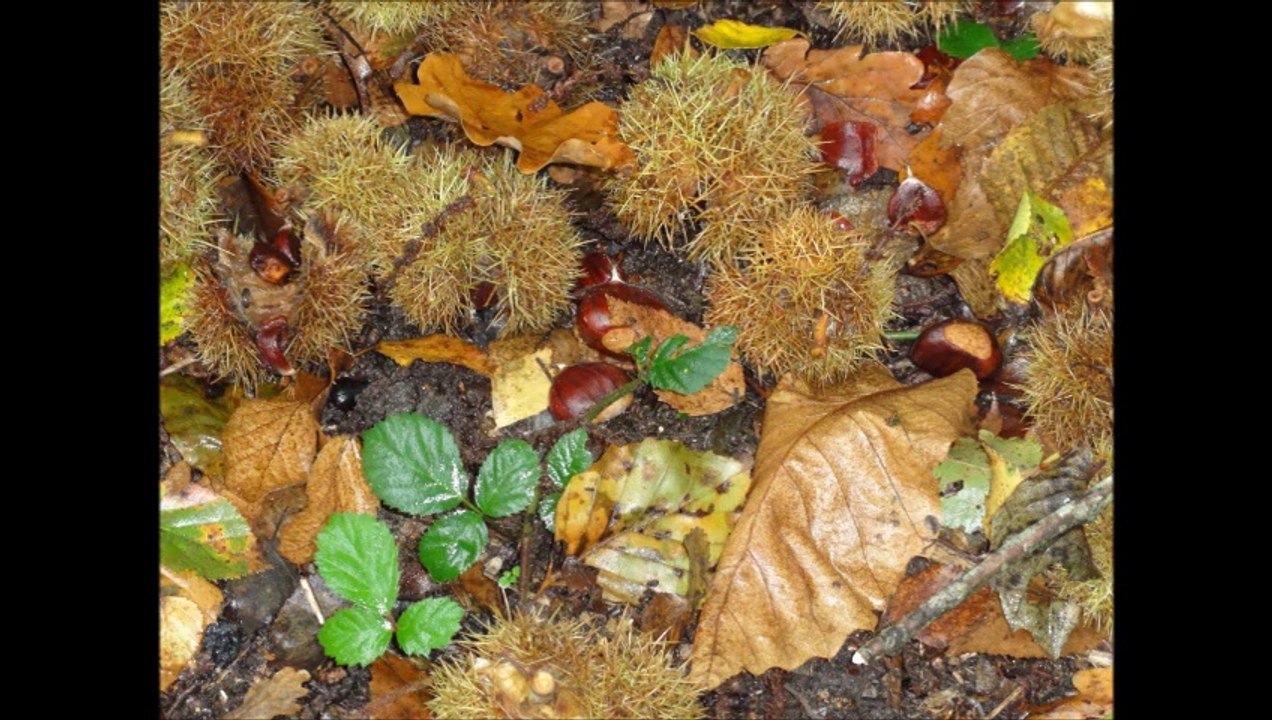 2014-10-21 Autour des châtaignes