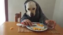 Un chien qui mange comme un humain