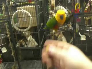 Clickertraining Jendayasittich