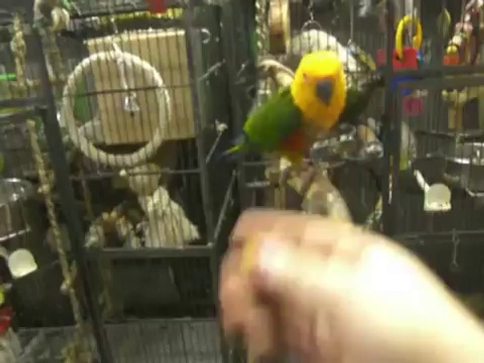 Clickertraining Jendayasittich