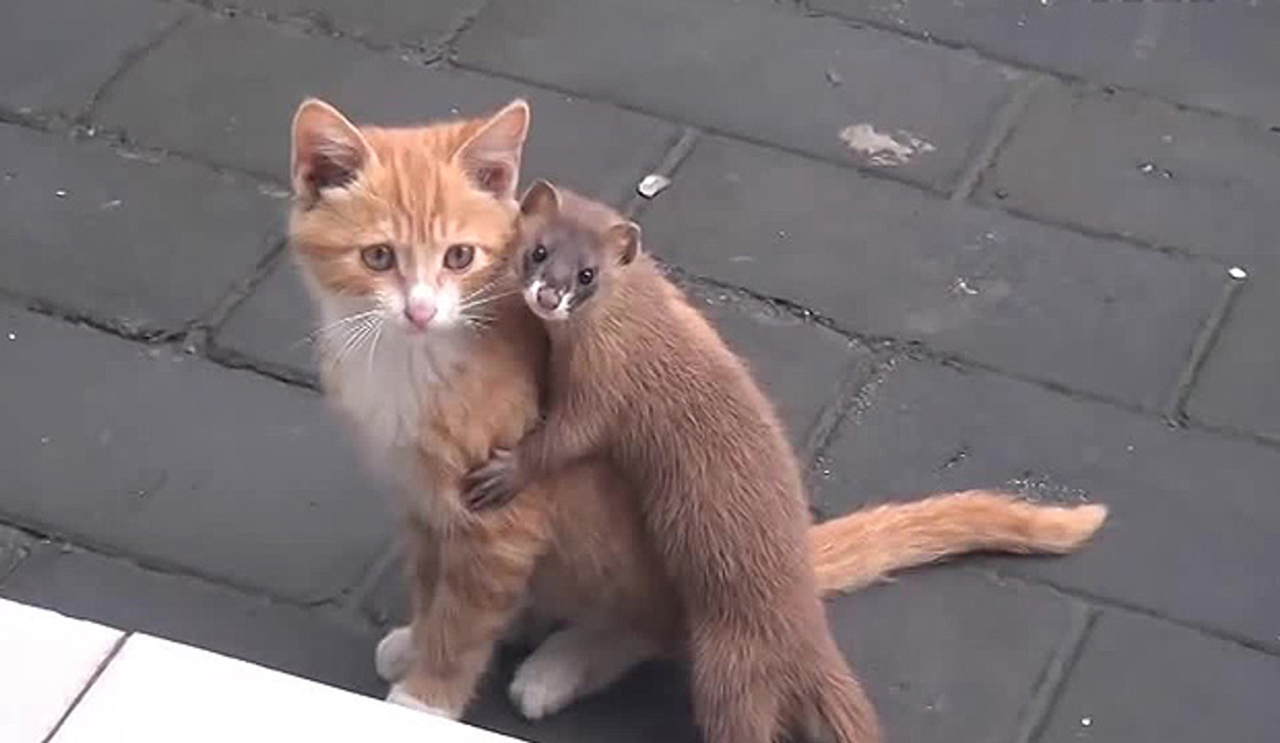 Amitie Entre Un Chat Et Une Belette Au Japon Video Dailymotion