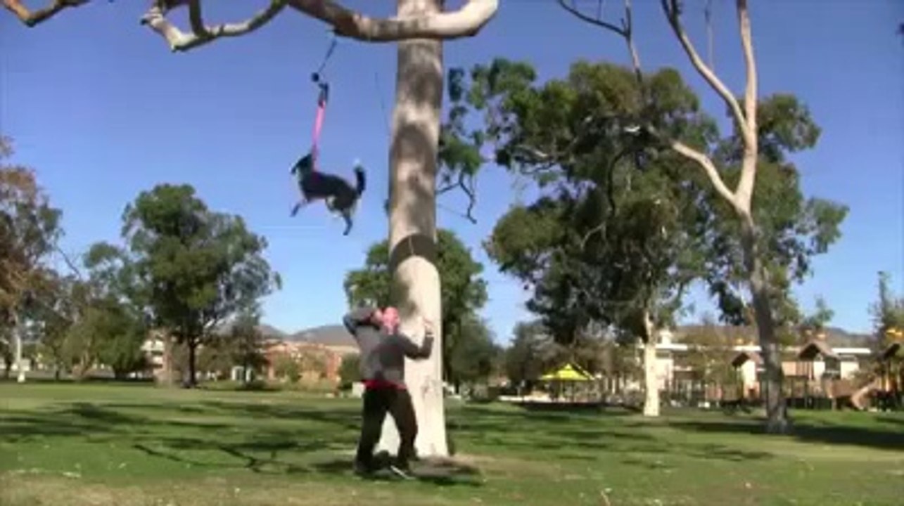 Un dresseur de chiens réalise une vidéo démo pour promouvoir ces cours