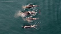 Aerial Drone Captures Incredible Images of Killer Whales in Canada